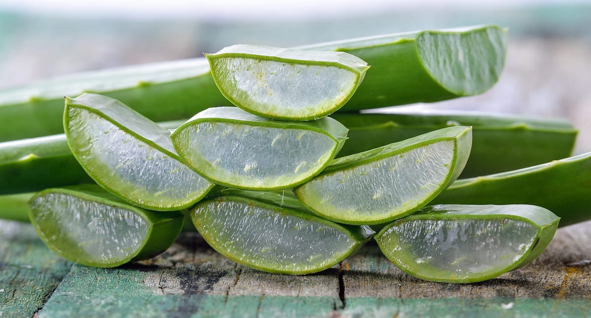 Aloe vera
