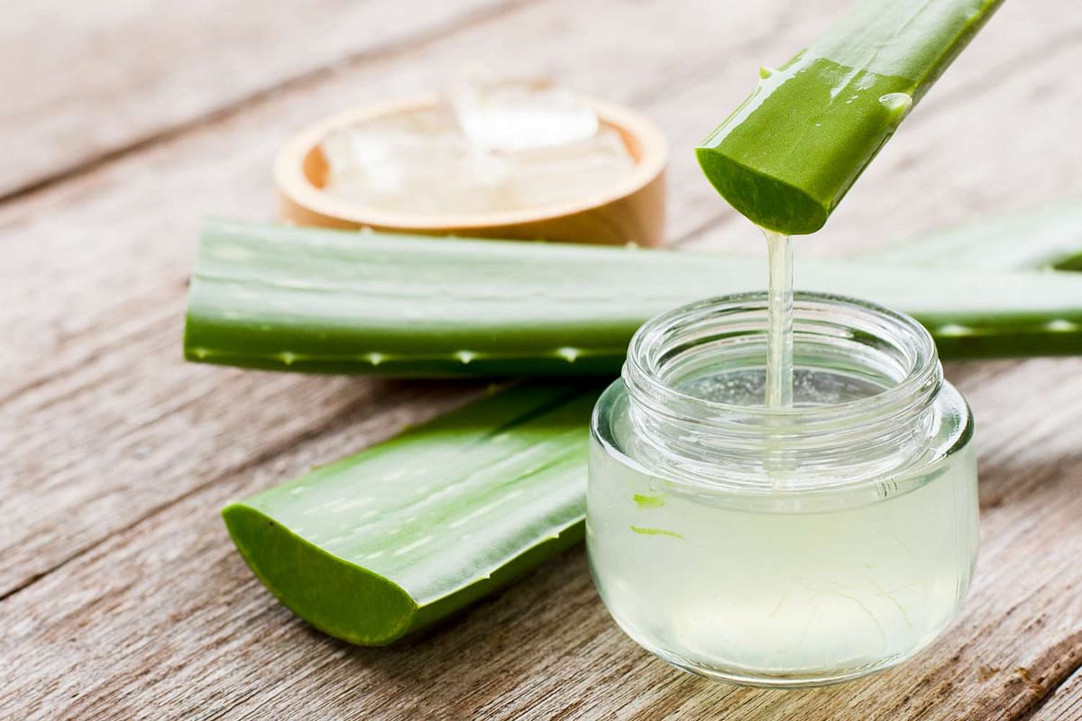 Aloe vera kroz vekove