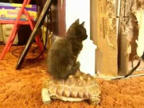 Trenutno pregledate Crnogorska mačka (1:03)