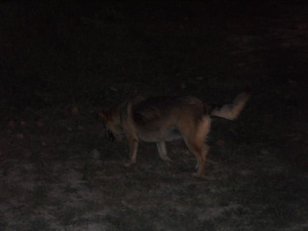 Kuca na otrvu Lido, avgust 2010.